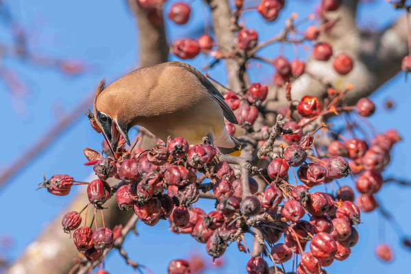 Photograph of a cedar waxwing bird perched on a small branch amid branches covered in last year's crab apples with out of focus branches and a morning blue sky in the background. The waxwings is facing the camera with its head tilted down and to the right with its beak opened preparing to pluck a crab apple from the branches in front of it. Cedar waxwings have tan body feathers with pale yellow bellies, dark tan upper wing feathers, grey lower wings feathers often with bright red "wax" tips, grey tail feathers with bright yellow "wax" tips and white under feathers, tan head feathers with a black mask that extends across the top beak and across each eye, black beaks, legs, and feet, and a large crest on the top of the head that can be raised and lowered.