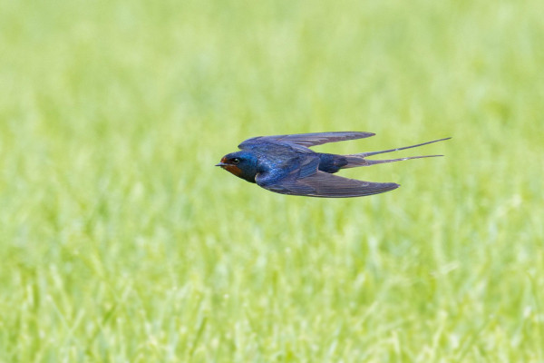 Barn swallow in flight over a green field.