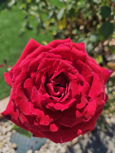 Close up of a large red rose in full bloom. The petals seem to be bursting out, curling at the edges.