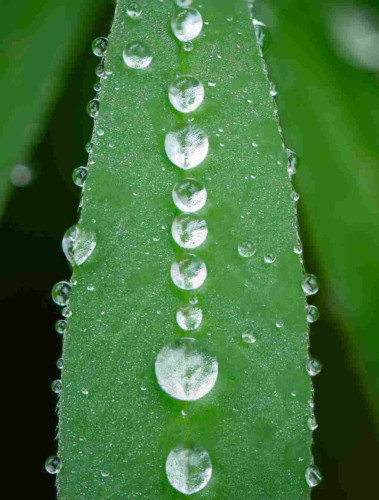 A macro photograph of a series of 12 raindrops on a small green leaf. Most of the droplets are in a straight line, up the middle of the leaf.