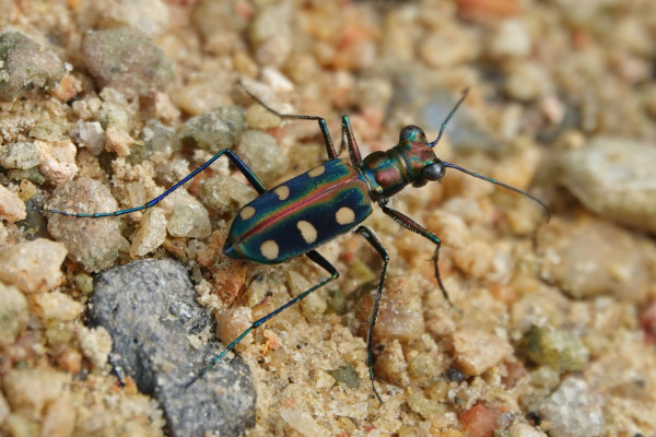 A colourful tiger beetle with blue-reddish body, and six yellow spots on its back.