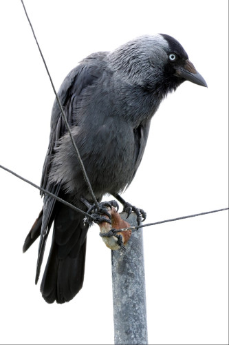 A medium-large black bird with a grey neck and pale grey-white eye perches on top of a metal pole. Three wires attach to an eye bolt on the side of the eye and radiate in different directions. The bird has one foot on the eye bolt, the other on the top of the pole itself, and is facing to our right