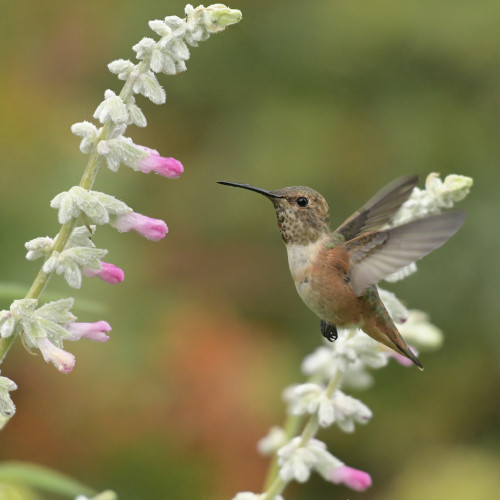 An Allen’s hummingbird hovering at a Mexican bush sage with white and pink flowers 