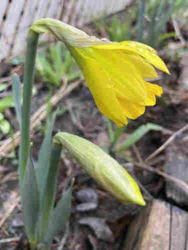 Two daffodils seen from the side, one open and one still a bud. The open one has yellow petals growing downward, a kind of paper wrapping where the flower meets the stem, and green stem. There are water drops on it from late night's rain. 