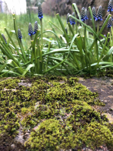 The top, flat edge of a mossy retaining wall with a planted line of grape hyacinth just behind it. The blue colour of the flowers is just beginning to show. 