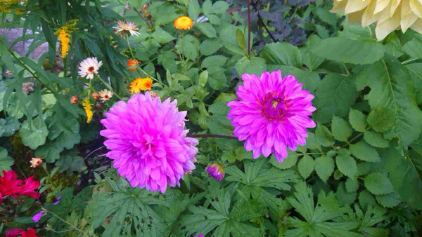 Two large bright pink flowers with numerous rows of petals (likely dahlias). They stand out from a background composed of a variety of green leaves and a few other smaller flowers. 