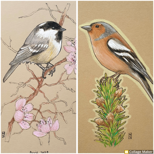 A photo collage of two bird artworks that I have available in my shop, a coal tit and a chaffinch. 