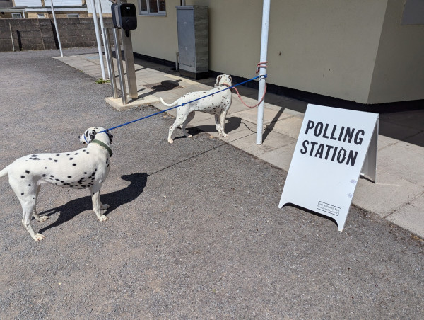 Two Dalmatians outside a UK Polling station, looking away from the camera at something more interesting than their owner