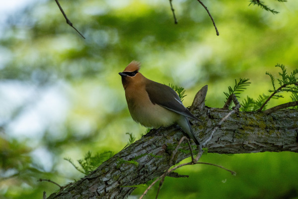 a very round cedar waxwing sitting on a rough barked branch. they are a light brown, cream, and grey bird. their head and chest are light brown with a little black robbers mask over their eyes and a little black beak. their belly is very round and fluffy and cream colored. their wings and back are grey.