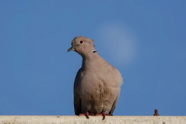 Photo of collared dove on an lantern pole. With blurred early moon in blue sky as background