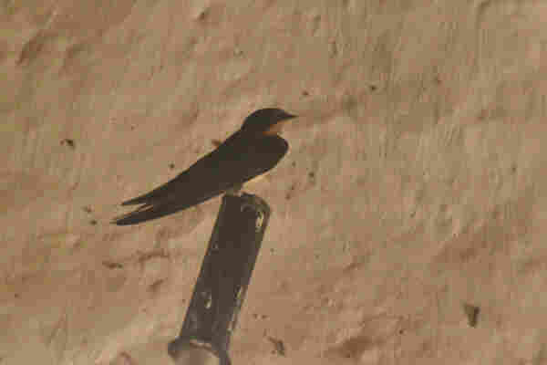 Image of a barn swallow sitting on the handle of a paint brush.
The background is a white plaster wall.