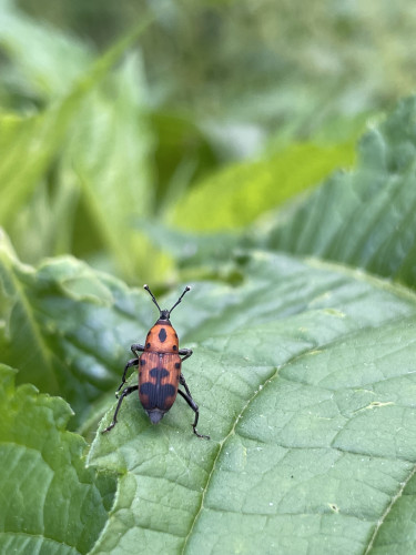 A coppery red weevil sitting on a green leaf, seen from behind. The weevil’s body is largely red, with black blotches mirrored symmetrically across the seam between its wings. Its legs affect a rather cocky attitude. 