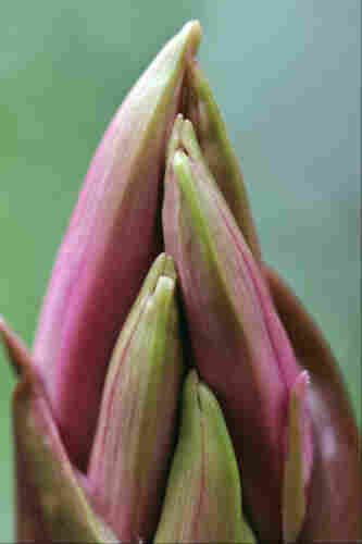 Long tubular flower buds emerging from their protective sheath, their tips at different heights but leaning together like a person with their fingers resting together. The buds are pink, becoming green at their tips