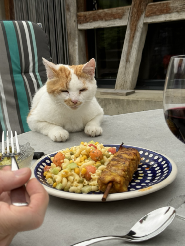 A cat sitting with his hindlegs on a chair and his frontlegs on a table. In front of him, theres a plate grilled chicken.