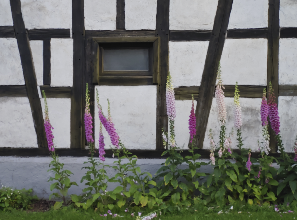 Bright pink amd rose coloured foxglove plants in front of a half timbered barn fassade framing a dark wooden window 