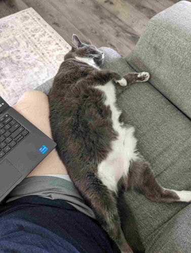 Large gray and white cat sleeping stretched out next to my leg and laptop