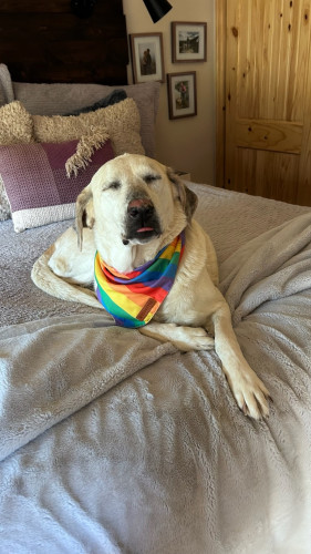 A white lab/hound mix with her eyes shut and her tongue poking out. She's wearing a rainbow bandana.