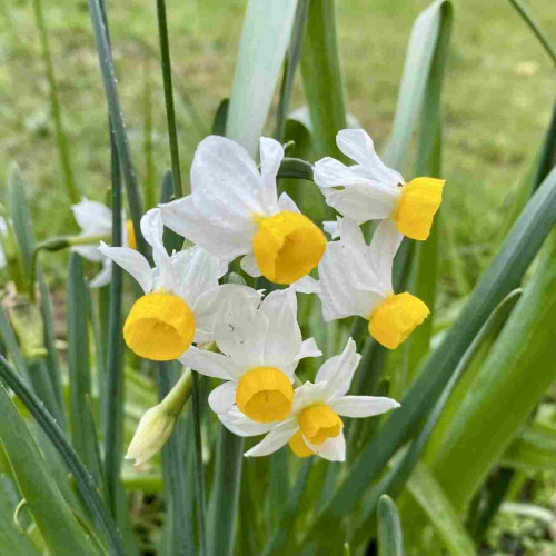 Small multi-headed daffodils. The central cups are bright yellow surrounded by swept back white petals. The green leaves are long and slender. There are some raindrops on the flowers.