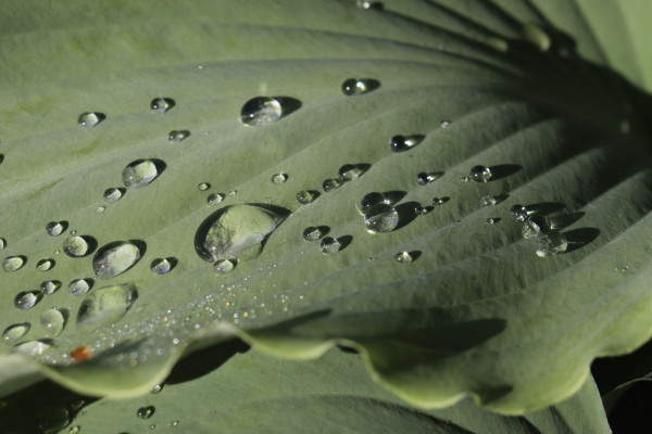 Photograph of many round water drop beads spread across the top of a broad, green hosta leaf.