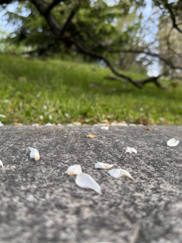 white  flower petals on a stone wall— in the background grass and a craggy branch. 