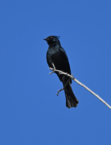 An all black male Phainopepla is perched on a twig. The bird has a slight crest and a red eye, but otherwise is all silky black.