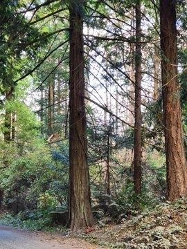 Tall cedar tree in a west coast forest near the side of the road