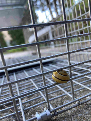 A yellow snail with burgundy pinstripe sits between the metal bars of a live- release trap. 