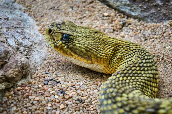 Close-up of the head and neck of a Mexican west coast rattlesnake slithering in the sand between stones. The basic colour of the snake is yellowish-brown.