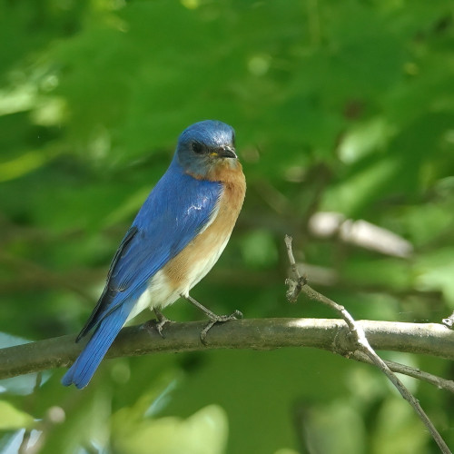 A male Eastern Bluebird sits on a small branch of an oak tree.