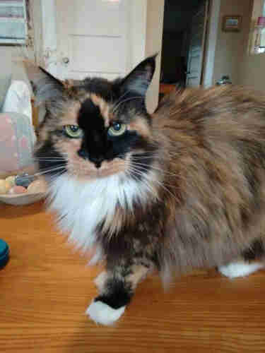 Beautiful fluffy calico cat on coffee table with green eyes and black tilted butterfly pattern over nose