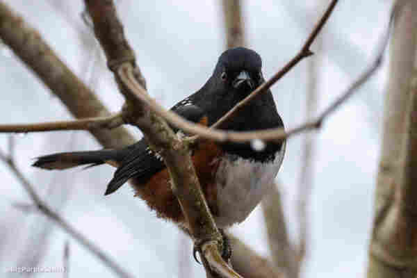 Spotted towhee on a branch in a bush, looking at the viewer with what looks like an angry expression.