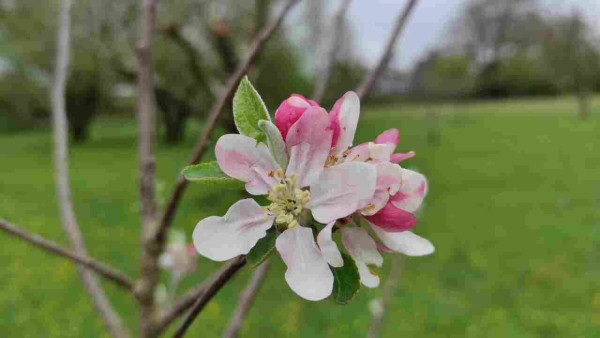 The most delicate pinkish apple blossom