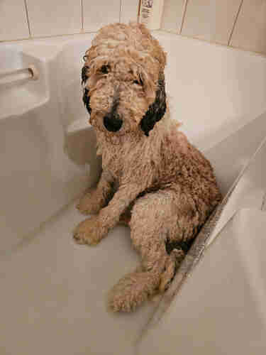 A beige and grey Goldendoodle sitting in a bathtub looking very sad. 