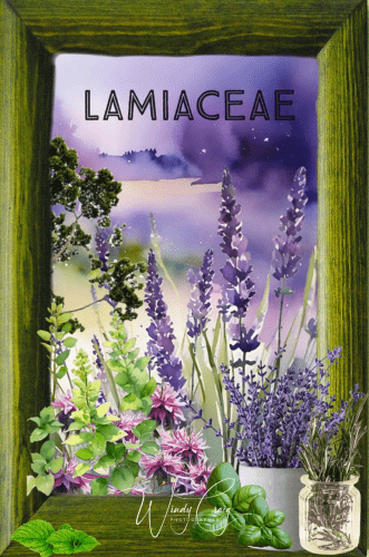 This is a collage of plants in the Lamiaceae family, lavender, rosemary, mint, basil