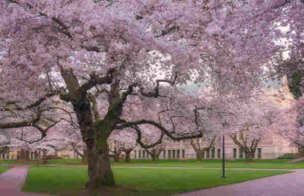 A photograph of the Yoshino cherry trees in bloom on the campus of the University of Washington in Seattle.
