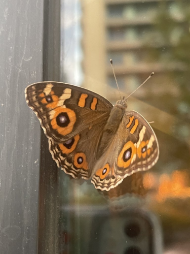 A butterfly sitting on a window with its wings spread, revealing multiple eyespots ringed with striking orange.