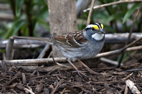 A small bird with a sunflower seed in its mouth, in a garden bed of mulch, with greenery in the background. It stands mostly in profile, ready for action.