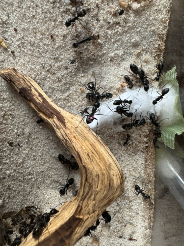 Ants attack a cotton plug that used to be the main nest entrance. One ant named Tulip has pink spots on her gaster. 