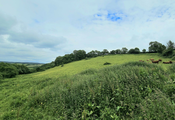 A sloping, pasture field, with brown cows to the right, and trees on the skyline. 