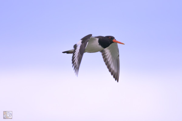 a black and white wading bird with a red bill in flight