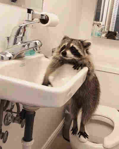 Raccoon trying to get in a sink
