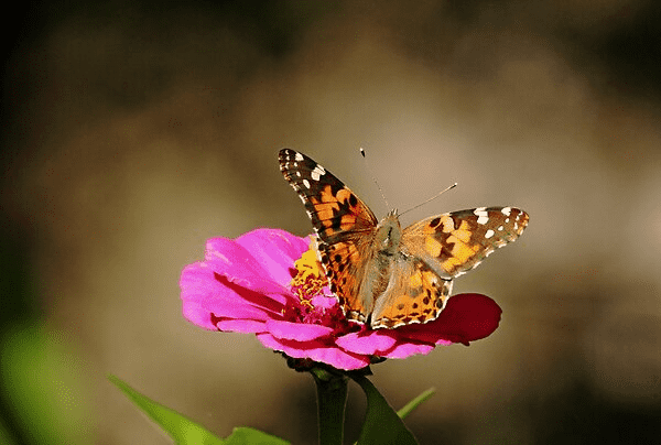 Painted Lady butterfly feeding on the nectar of the pink Zinnia with brownish background