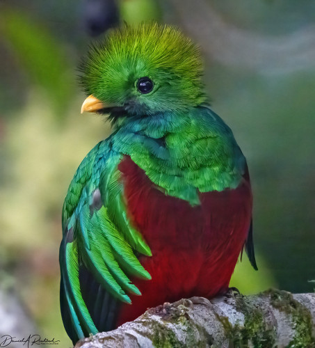 Brightly-colored bird with crimson breast, green and yellow head, blue-green wings, and stubby yellow bill; perched on a bare branch
