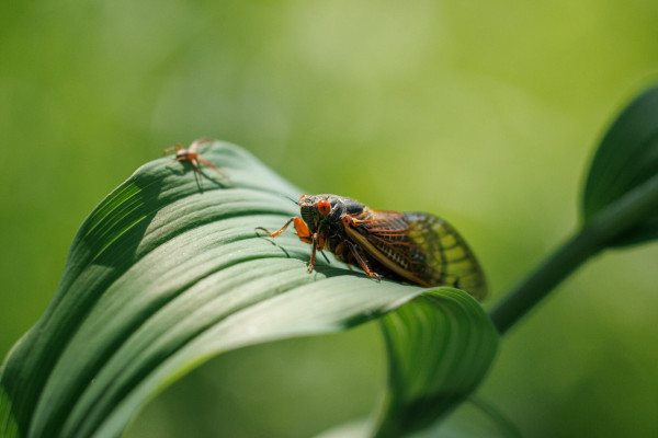 a cicada and a spider on a big green plant leaf. the cicada is in focus and the spider is out of focus. the cicada is black and orange with bright red eyes. the spider is vaguely orange and brown.