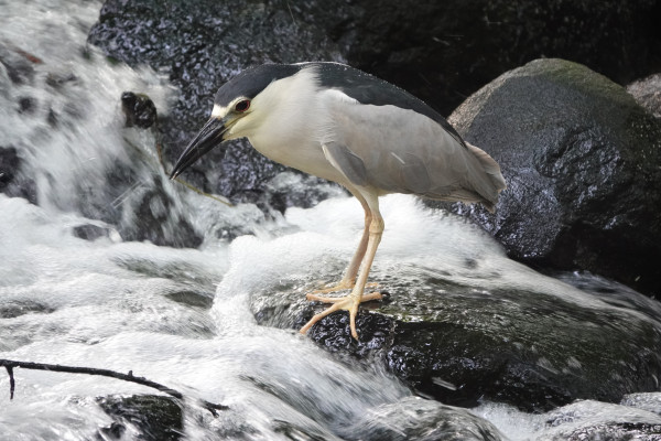 Profile view of a Black-crowned Night Heron looking down into swirling, foamy water from a waterfall. The heron is standing on a large rock that is inches above the swirl of water around it.