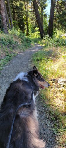 Collie on trail through woods