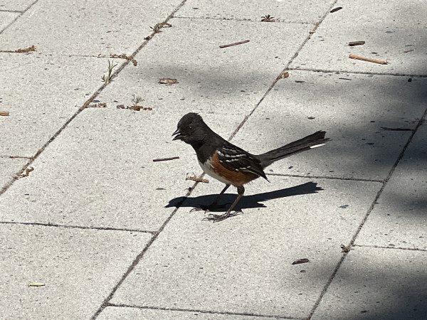 Spotted towhee post hop