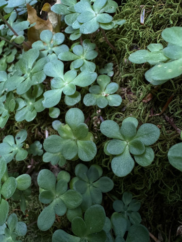 several woodland stonecrop leaves growing on the bottom of a mossy tree trunk. 