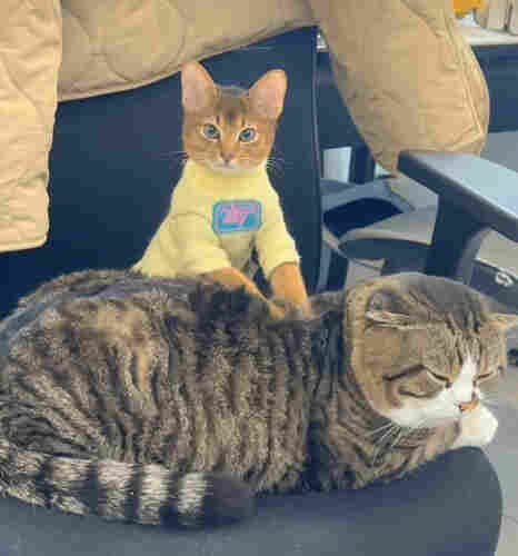 A small orange cat in a yellow shirt giving a big gray and black striped cat a massage in a chair