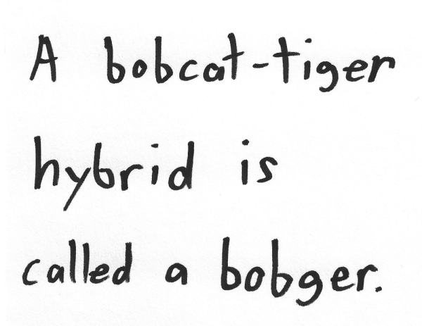 A bobcat-tiger hybrid is called a bobger.